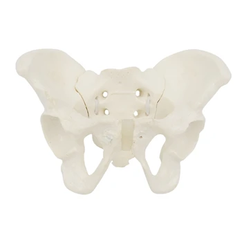 Гъвкав модел на женски таз с ластик, моделът на костите на таза в реален размер, анатомическая медицинска модел за научно образование 96BA