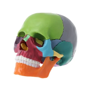15 бр./компл. Модел на черепа в разглобено форма, Цвят Анатомическая модел на Черепа, Подвижни обучителен инструмент
